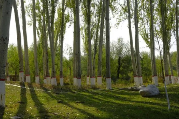 白杨树的简介，喜光不耐荫