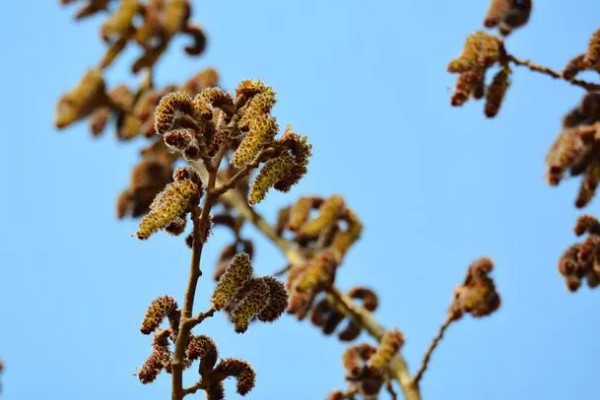 白杨树的简介，喜光不耐荫