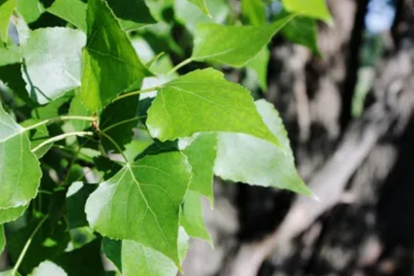 白杨树的简介，喜光不耐荫