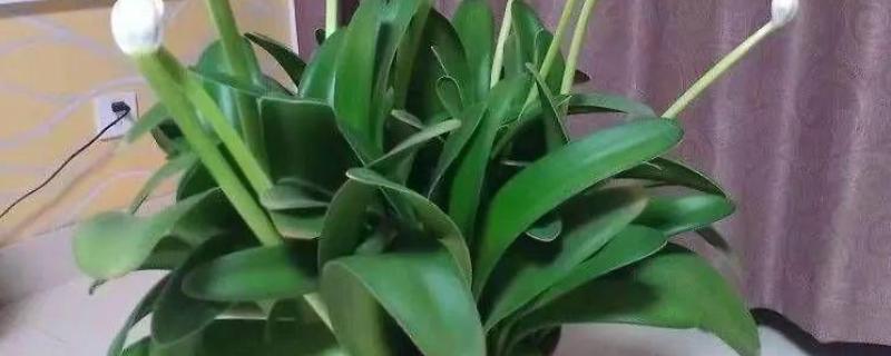 虎耳兰的养殖方法，适合生长在较为湿润的环境中