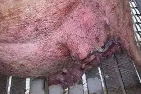 母猪配种22天流白色异物的原因，通常是由于患有子宫内膜炎