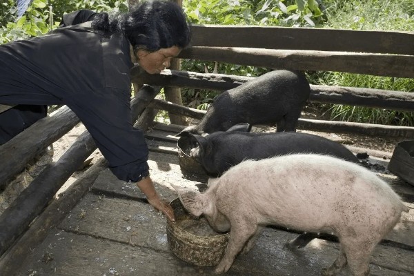 母猪配种22天流白色异物的原因，通常是由于患有子宫内膜炎