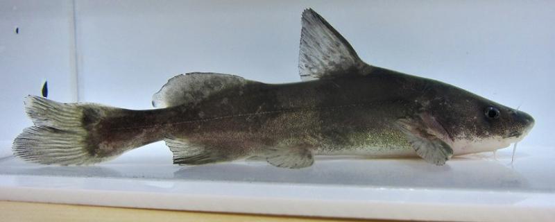 长吻鮠的简介,属于鲿科、鮠属鱼类