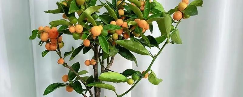 金桔叶子干枯怎么办，可更换盆土、控制浇水等