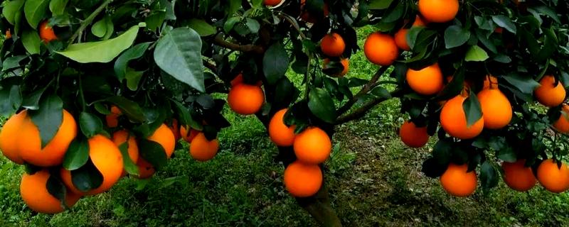 柑橘有哪些品种，红美人、由良蜜橘等品种很常见