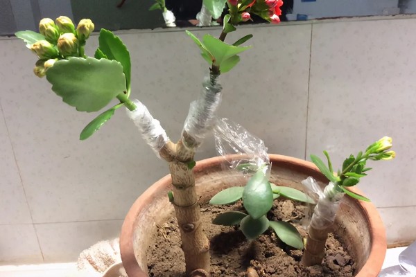 长寿花的嫁接方法,砧木优先选择玉树或不死鸟