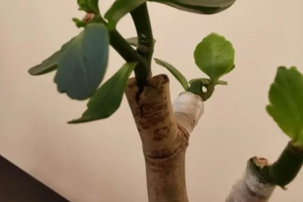 长寿花的嫁接方法,砧木优先选择玉树或不死鸟