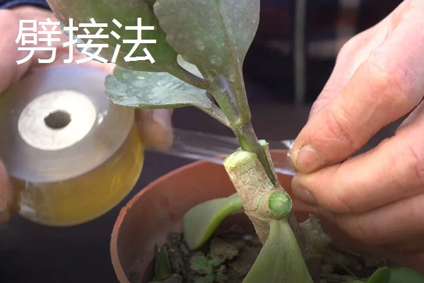 长寿花的嫁接方法,砧木优先选择玉树或不死鸟