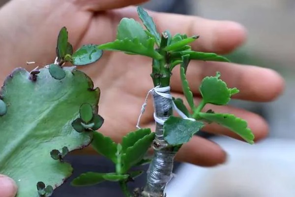 长寿花的嫁接方法,砧木优先选择玉树或不死鸟