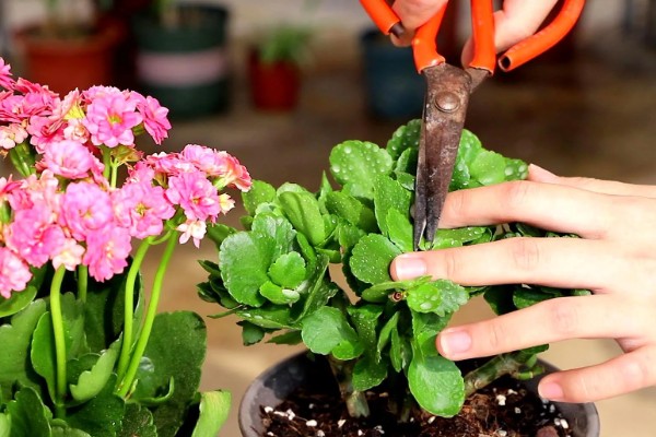 长寿花的嫁接方法,砧木优先选择玉树或不死鸟