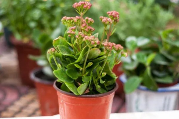 长寿花的嫁接方法,砧木优先选择玉树或不死鸟