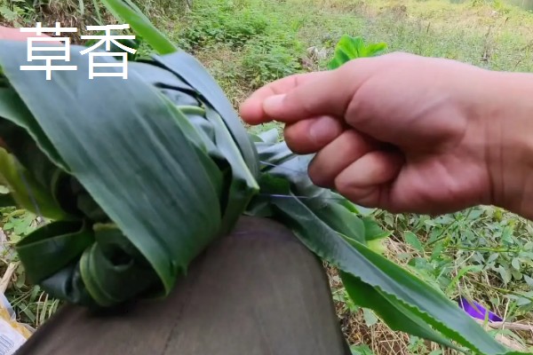 钓鳊鱼用哪种味型的饵料，推荐香草、酒香味的