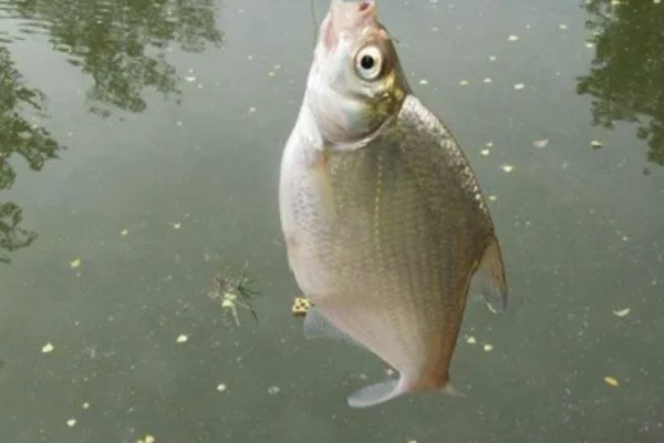 钓鳊鱼用哪种味型的饵料，推荐香草、酒香味的