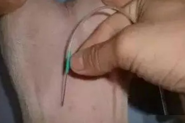 仔猪补铁应该注射哪个位置,一般是颈部和大腿内侧