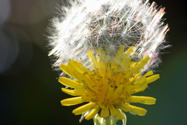 植物怎么传播种子，以风力传播、水流传播、动物传播为主