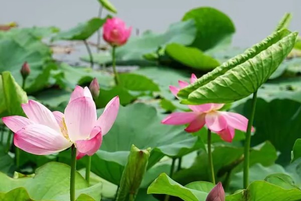 植物怎么传播种子，以风力传播、水流传播、动物传播为主