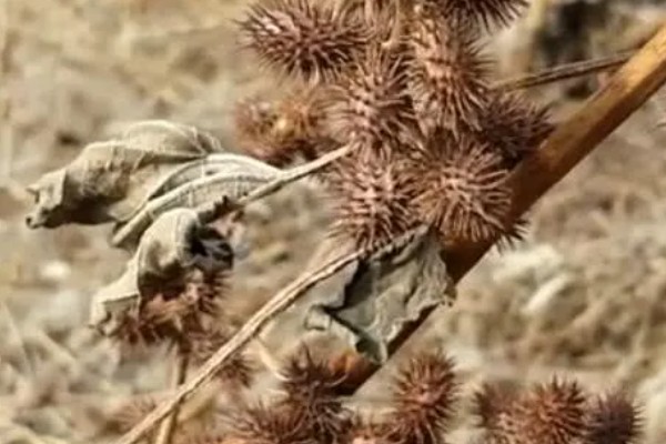 植物怎么传播种子，以风力传播、水流传播、动物传播为主