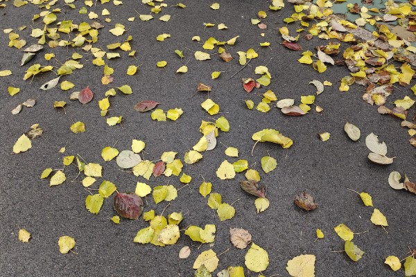 植物怎么传播种子，以风力传播、水流传播、动物传播为主