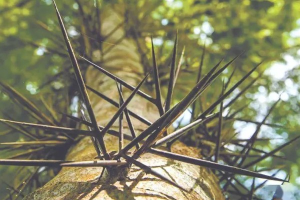 植物怎么传播种子，以风力传播、水流传播、动物传播为主