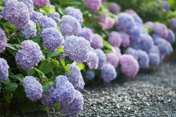 无尽夏有什么花语，代表团圆团聚、幸福美满等含义