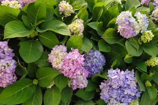 无尽夏有什么花语，代表团圆团聚、幸福美满等含义