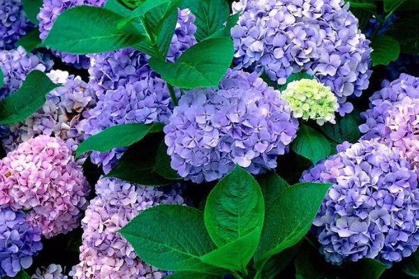 无尽夏有什么花语，代表团圆团聚、幸福美满等含义