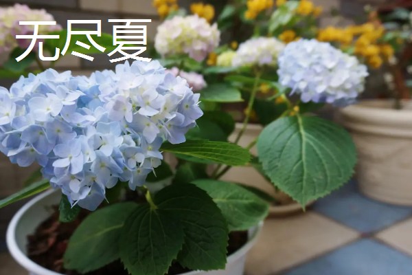 无尽夏有什么花语，代表团圆团聚、幸福美满等含义