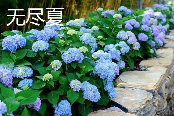 无尽夏有什么花语，代表团圆团聚、幸福美满等含义