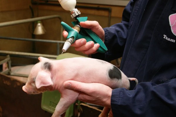 仔猪补铁应该注射哪个位置,一般是颈部和大腿内侧