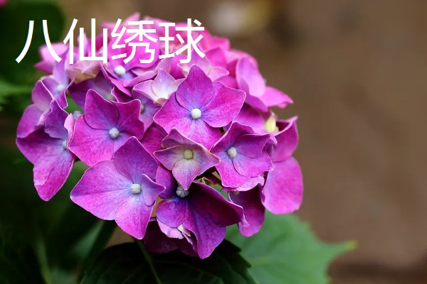 无尽夏有什么花语，代表团圆团聚、幸福美满等含义