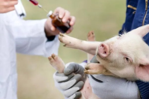 仔猪补铁应该注射哪个位置,一般是颈部和大腿内侧
