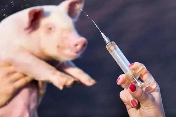 仔猪补铁应该注射哪个位置,一般是颈部和大腿内侧