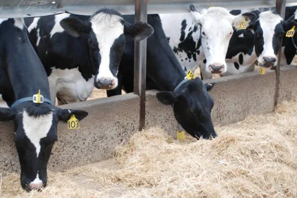 奶牛饲料配方如何设计，不同阶段的饲料配方不同
