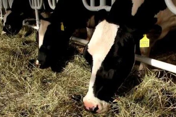 奶牛饲料配方如何设计，不同阶段的饲料配方不同