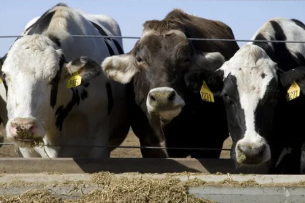 奶牛饲料配方如何设计，不同阶段的饲料配方不同