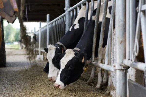 奶牛饲料配方如何设计，不同阶段的饲料配方不同