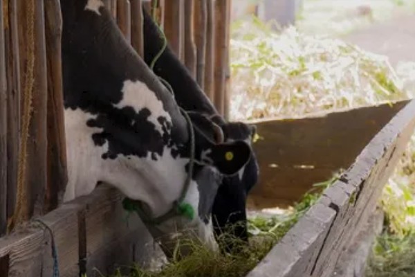 奶牛饲料配方如何设计，不同阶段的饲料配方不同