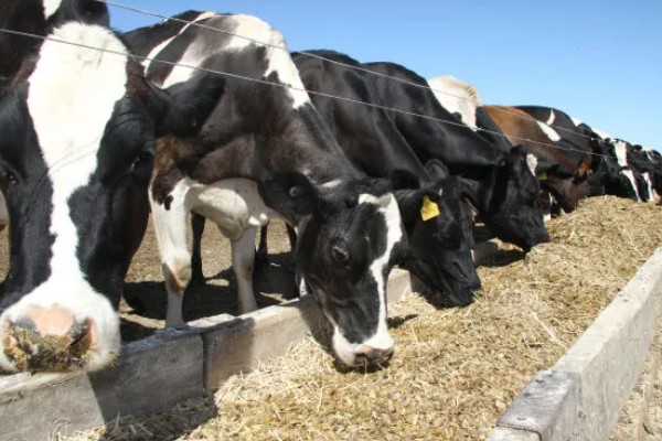 奶牛饲料配方如何设计，不同阶段的饲料配方不同
