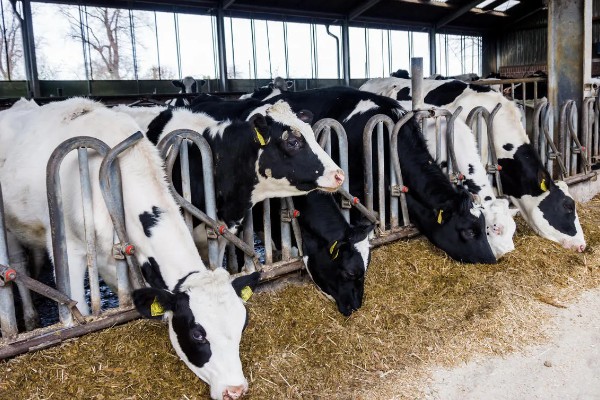 奶牛饲料配方如何设计，不同阶段的饲料配方不同