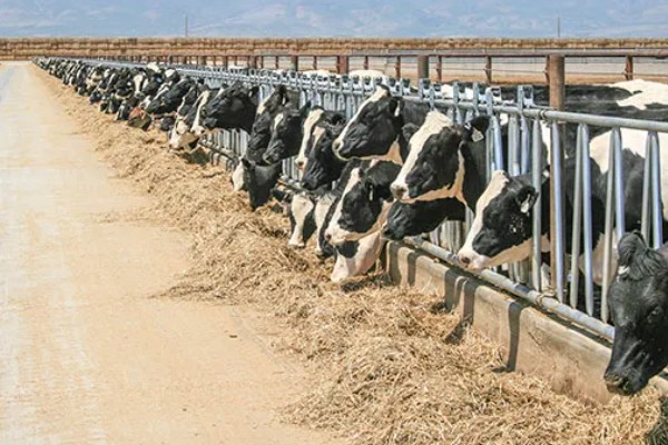 奶牛饲料配方如何设计，不同阶段的饲料配方不同