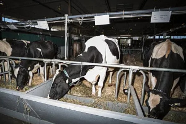 奶牛饲料配方如何设计，不同阶段的饲料配方不同