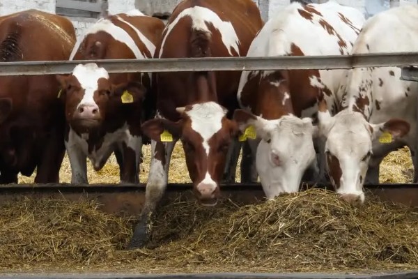 奶牛饲料配方如何设计，不同阶段的饲料配方不同