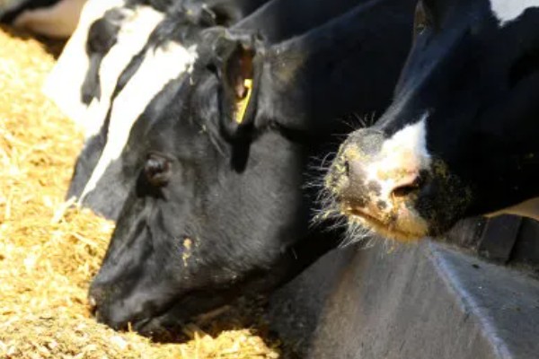 奶牛饲料配方如何设计，不同阶段的饲料配方不同