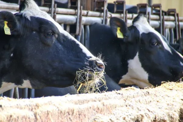 奶牛饲料配方如何设计，不同阶段的饲料配方不同