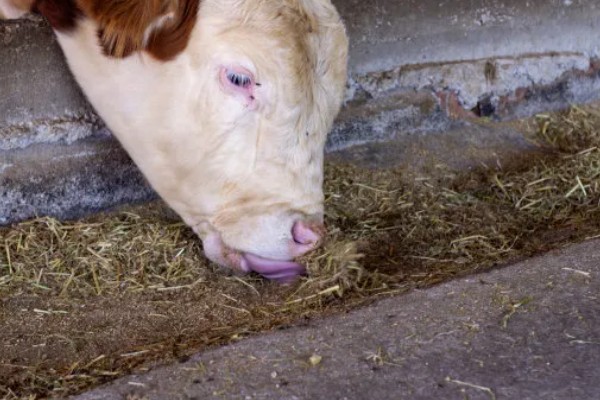 奶牛饲料配方如何设计，不同阶段的饲料配方不同