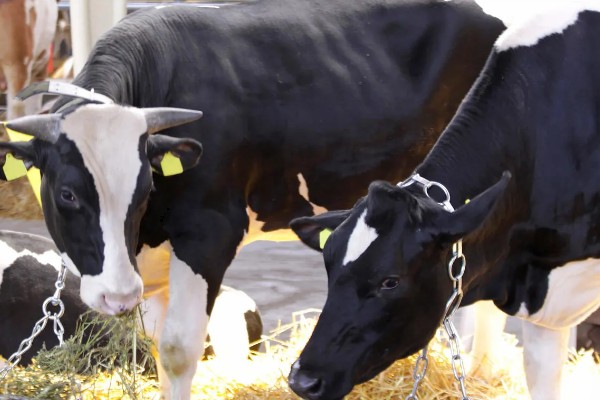奶牛饲料配方如何设计，不同阶段的饲料配方不同
