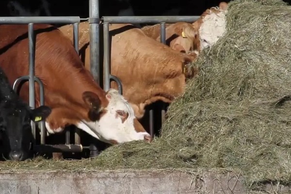 奶牛饲料配方如何设计，不同阶段的饲料配方不同
