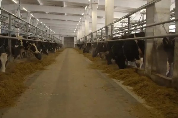 奶牛饲料配方如何设计，不同阶段的饲料配方不同