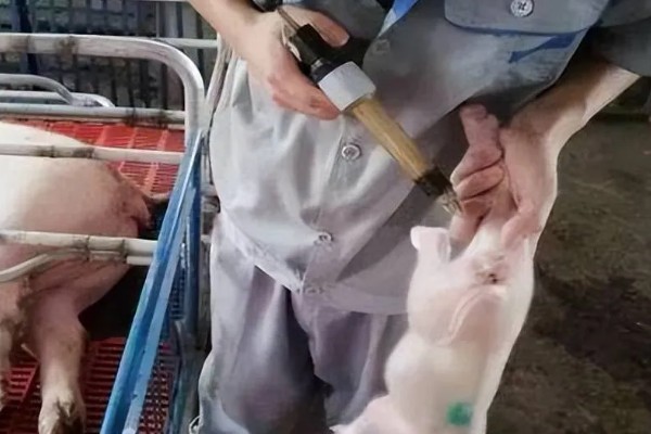 仔猪补铁应该注射哪个位置,一般是颈部和大腿内侧