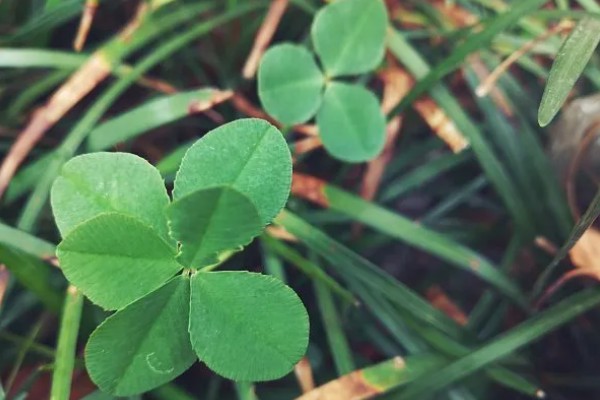 六叶草的寓意,寓意希望、幸福等